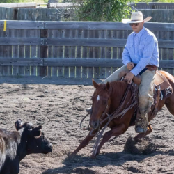 Reined Cow Horse