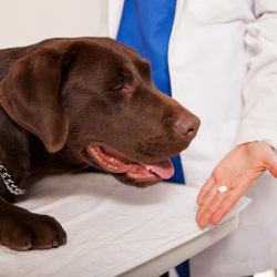 Preventative Care