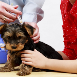 Vaccine Schedule for Puppies