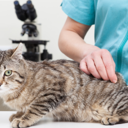 Vaccine Schedule for Kittens