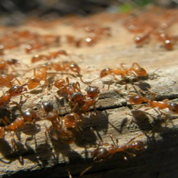 Fire Ant Treatment