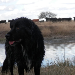 Farm Calls