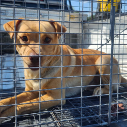 Dog Rescue & Rehabilitation