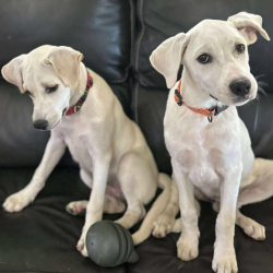 Adoption Assistance