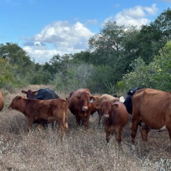 Land Stewardship