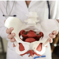 Pelvic Floor Workshops