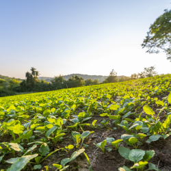 Land Real Estate Services