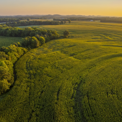 Real Estate Auction Services