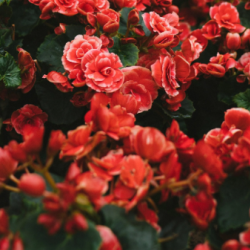 Elopement & Intimate Ceremony