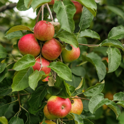 U-Pick Farm Experience