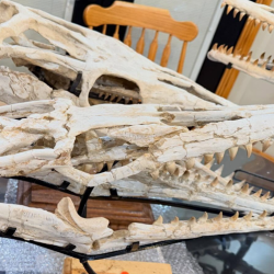 Fantastic Mosasaur Skull