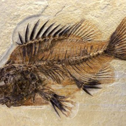 Fossil Fish