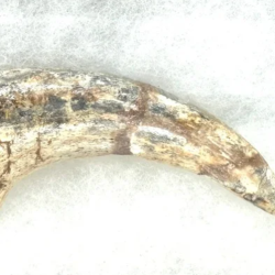 Dinosaur Claws