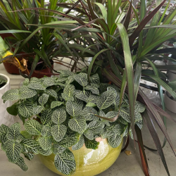 Indoor Tropical Plants