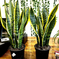 Snake Plant in Pot