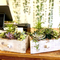 Succulent
