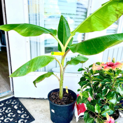 Banana Plant