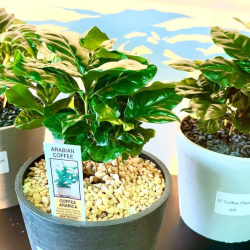 Coffee Plant in Ceramic Pot