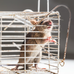 Rodent Removal Service