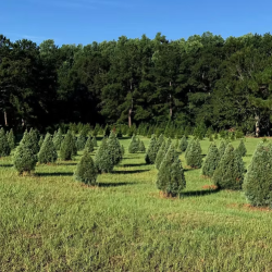 Southern Christmas Trees