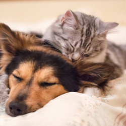 Pet Insurance