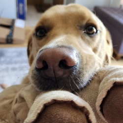 Dog Sitting