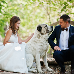 Wedding Dog Service