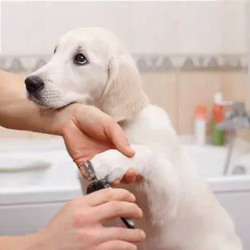 Nail Trimming