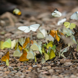 Annual Butterfly Release