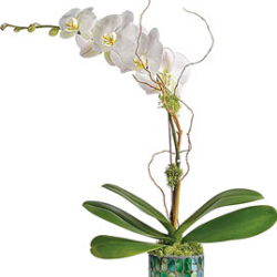 Stained Glass Orchid 