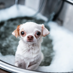 LaundroMutt