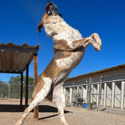 Canine Education Classes