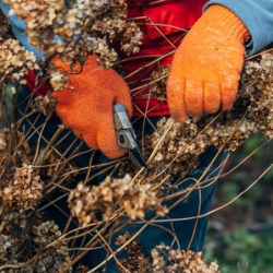 Spring and Fall Cleanups