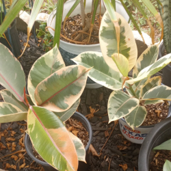 Variety of Plants