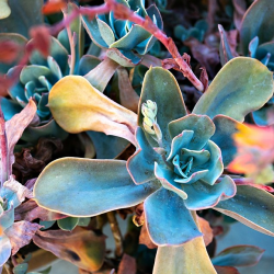 Material, Plant, and Lighting Selections