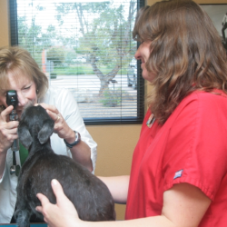Annual Wellness Exams & Vaccinations