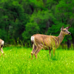 Conservation & Restoration