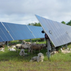 Regenerative Energy® & Agrivoltaics