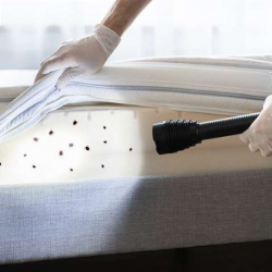 Bed Bug Treatment