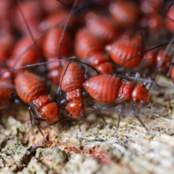 Termite Control