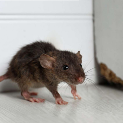 Rodent Control