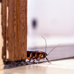 Commercial Pest Control Services