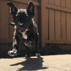 Adopt a Dog