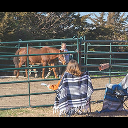 Equine-Assisted Experiences