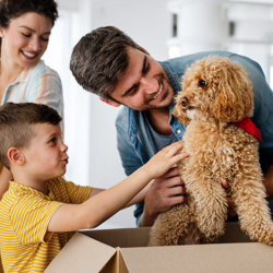 No Down Payment Mortgages