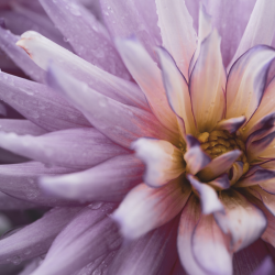 Fine Art Prints