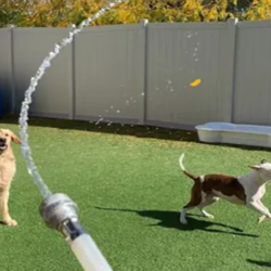 Pet Care Travel Information