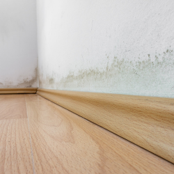 Mold Damage Remediation