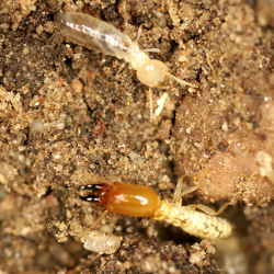 Total Termite Protection Plan
