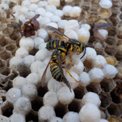 Pest Control Services